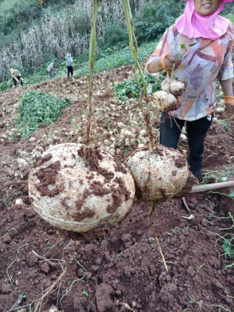 凉山州冕宁县里庄土瓜（地瓜）清脆爽口，自商品，大小合适。