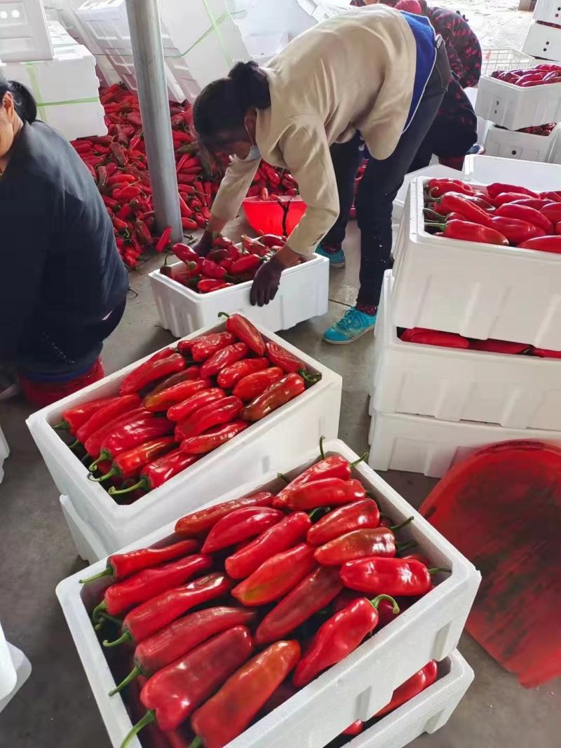 安徽辣椒芜湖红椒大量上市中量大从优对接全国电商超市酒店