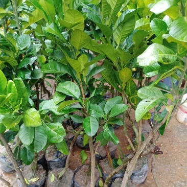 橘红苗
