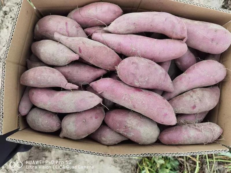【热卖】广东2代小花叶紫薯大量上市价格美丽欢迎咨询