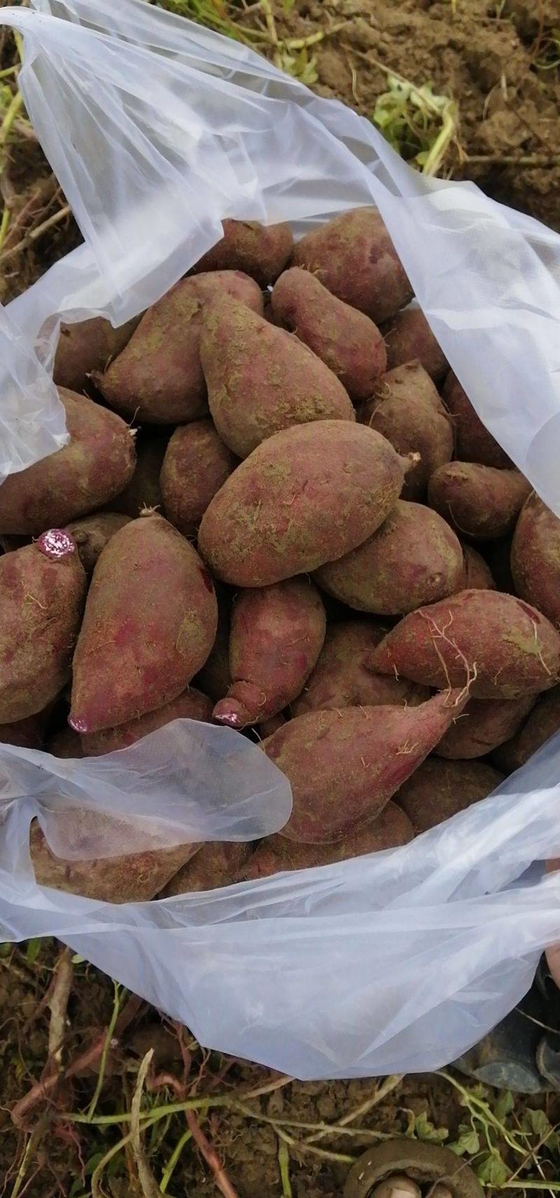【热卖】广东2代小花叶紫薯大量上市价格美丽欢迎咨询