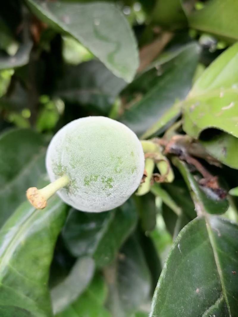 橘红苗