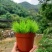 黄金姬菖蒲桌面阳台办公室微型盆景绿植好养易活