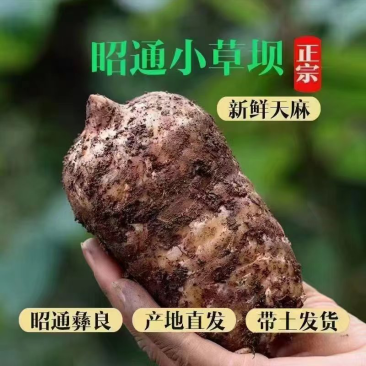 云南昭通小草坝天麻新鲜天麻，现挖现发