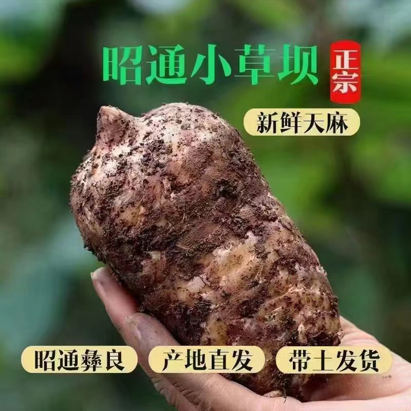 云南昭通小草坝天麻新鲜天麻现挖现发，农户自种一手货源