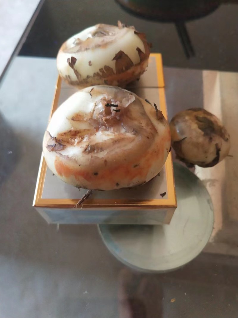 广西马蹄已经上市，清甜可口