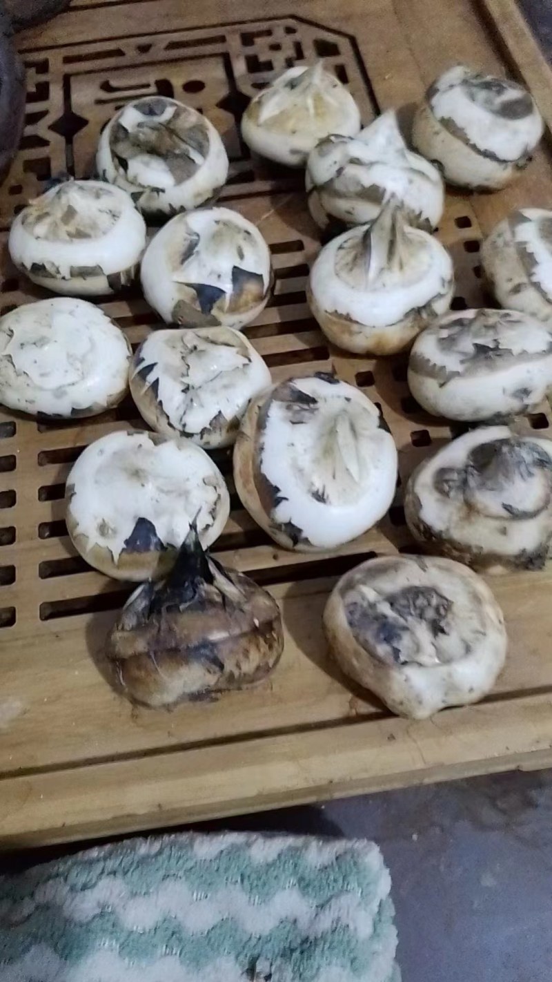 广西马蹄已经上市，清甜可口