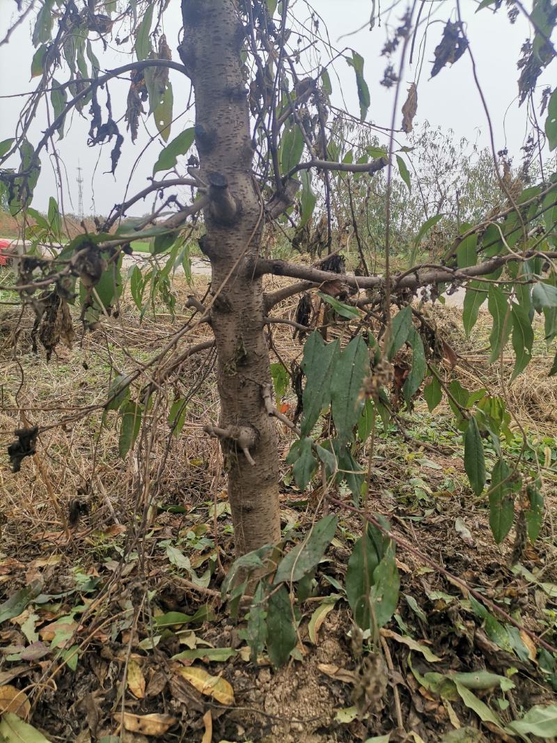 3到8公分桃树带土球，蟠桃，黄金蜜，映霜红等桃树，