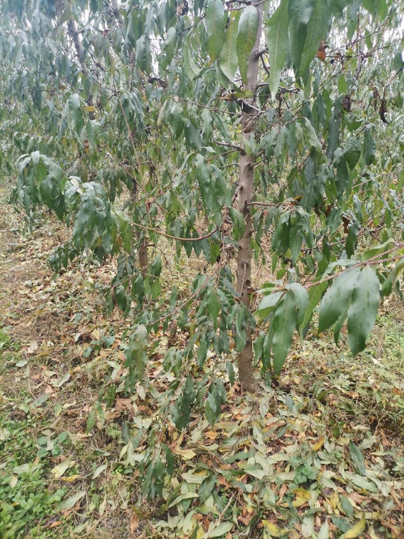 3到8公分桃树带土球，蟠桃，黄金蜜，映霜红等桃树，