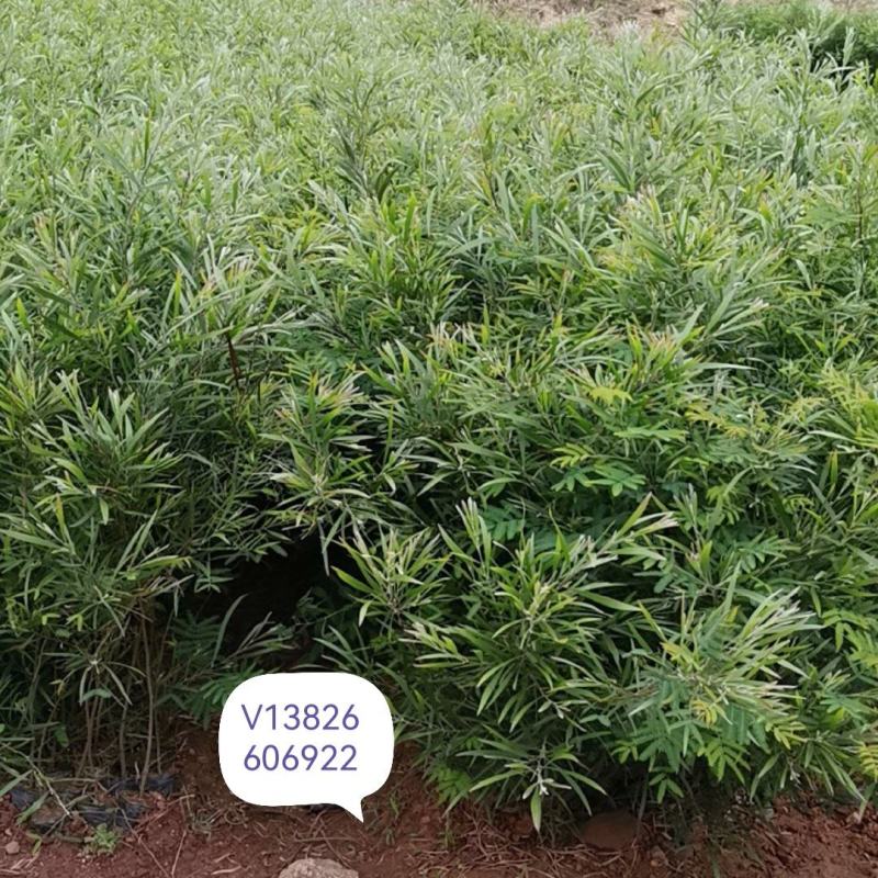 茶花
