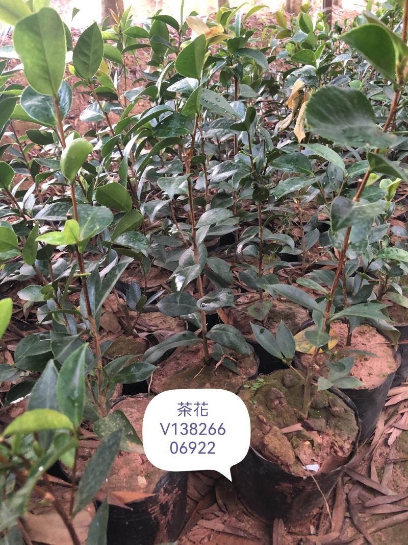 茶花