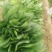 菠菜产地直供超市，各大市场，电商，产地一手货源，品质保障