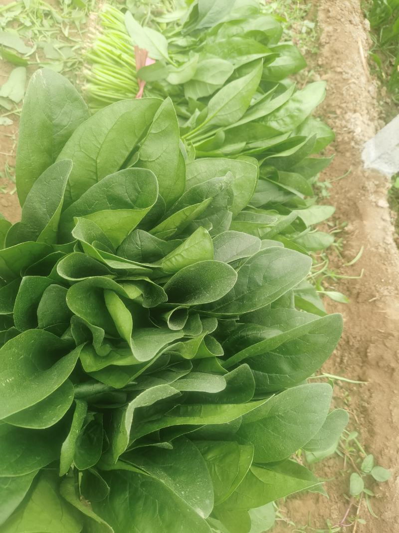 菠菜产地直供超市，各大市场，电商，产地一手货源，品质保障