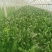 菠菜产地直供超市，各大市场，电商，产地一手货源，品质保障
