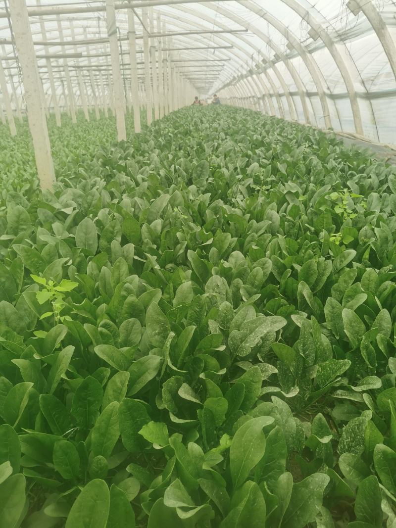 菠菜产地直供超市，各大市场，电商，产地一手货源，品质保障
