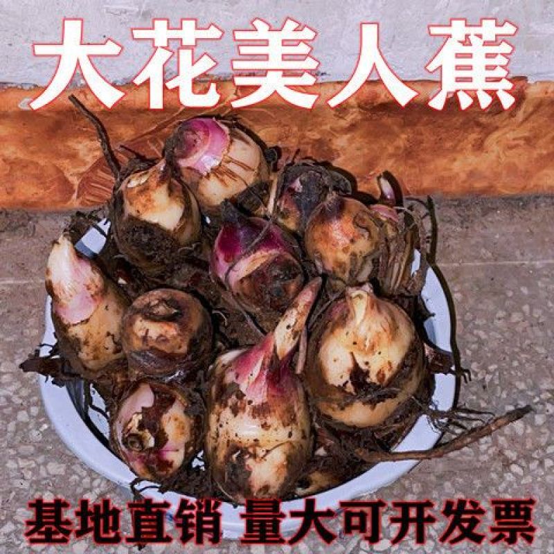美人蕉种球四季易养花卉盆栽室外庭院地栽植物花苗多年生带芽
