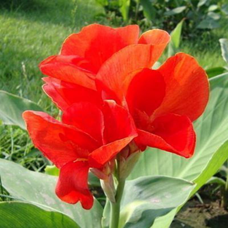 美人蕉种球四季易养花卉盆栽室外庭院地栽植物花苗多年生带芽