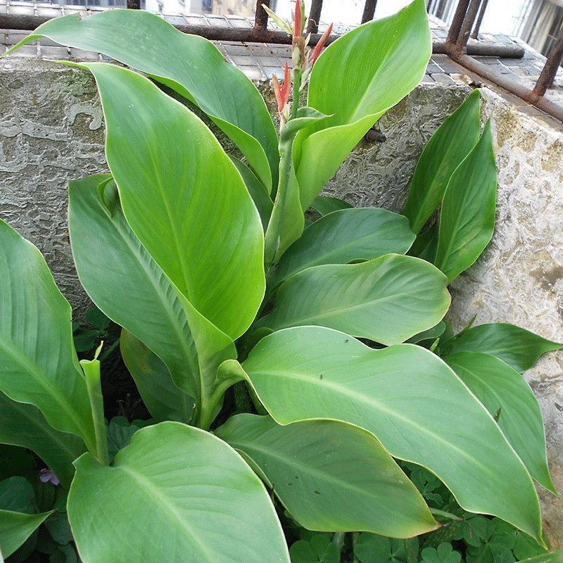 美人蕉种球四季易养花卉盆栽室外庭院地栽植物花苗多年生带芽