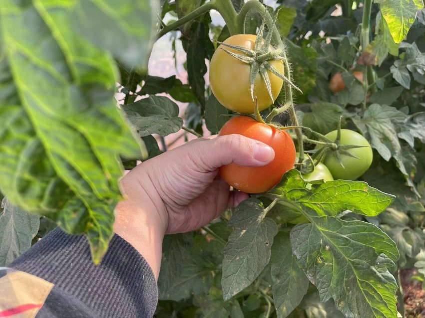 切开的西红柿对比图