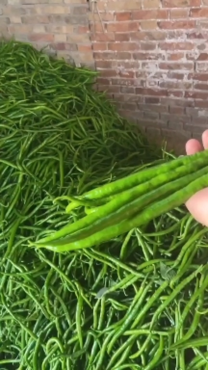陕西蒲城大棚精品线椒上市中，颜色鲜亮，顺直，耐运输！