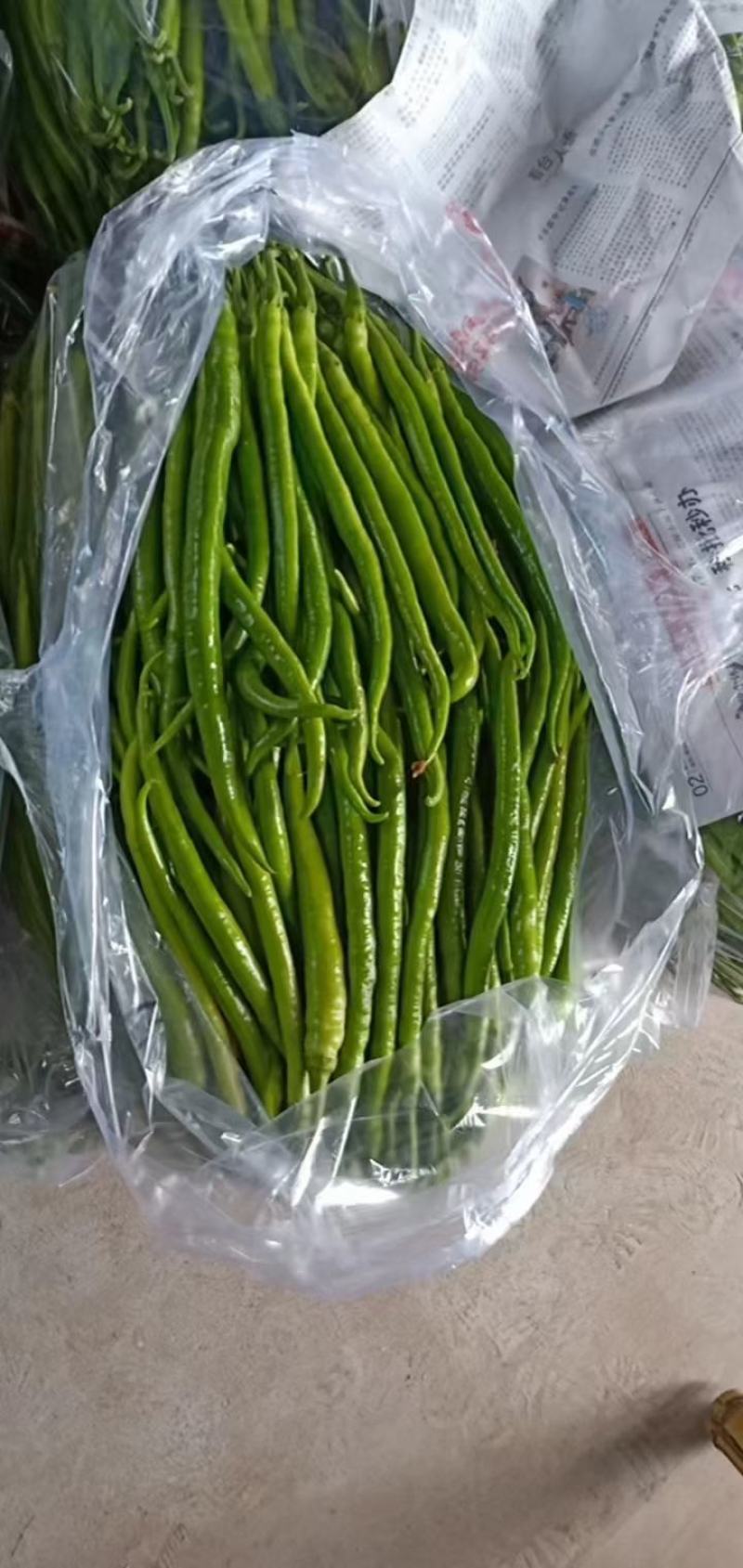 陕西蒲城大棚精品线椒上市中，颜色鲜亮，顺直，耐运输！