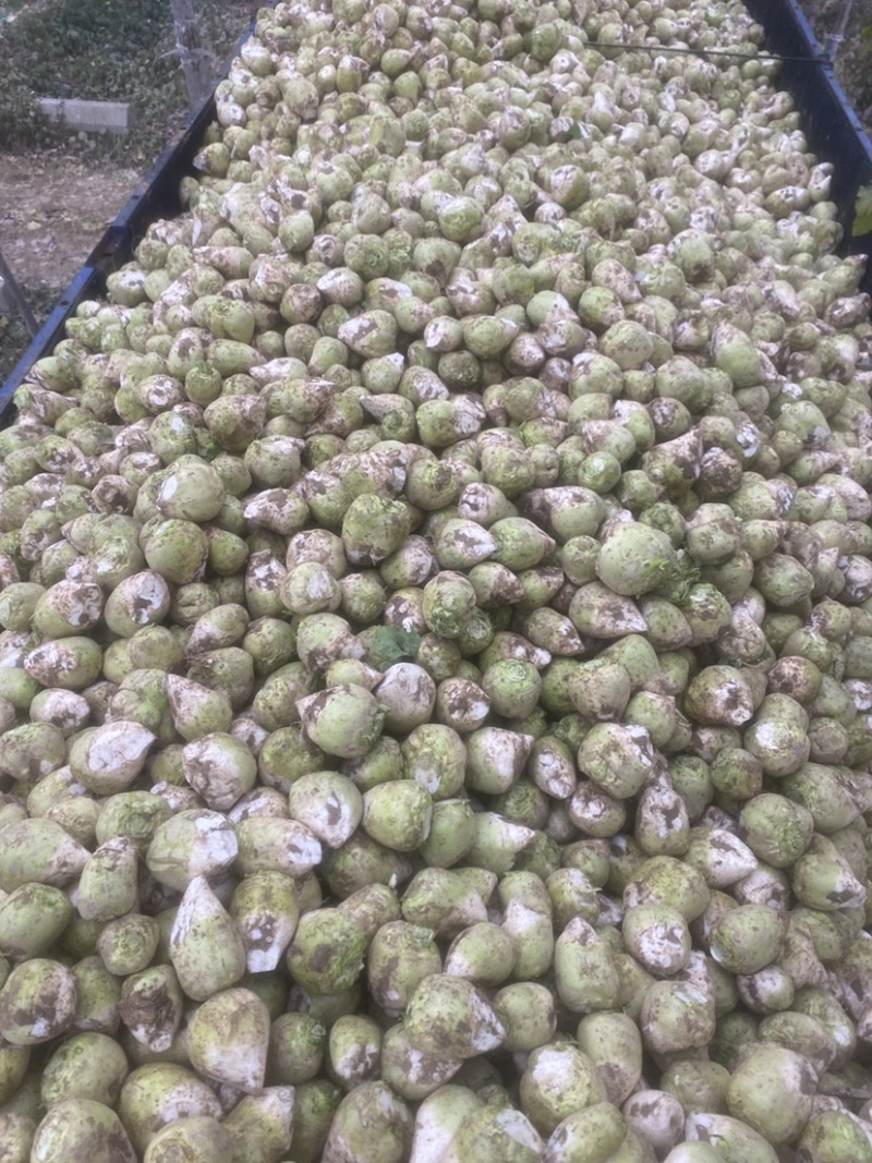 芥菜芥菜疙瘩大疙瘩山东沙地疙瘩肉质紧个头大