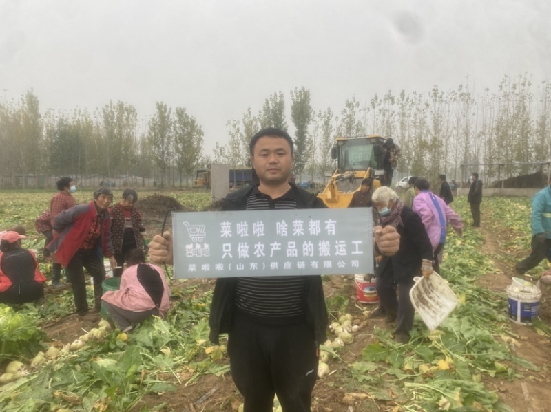 芥菜芥菜疙瘩大疙瘩山东沙地疙瘩肉质紧个头大