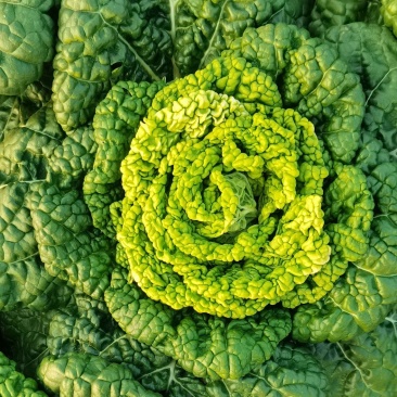产地直发，自家种植专业合作社，全国物流，