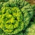 产地直发，自家种植专业合作社，全国物流，