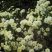 【菊花茶】黄山贡菊花茶（质量保证，货真价实）