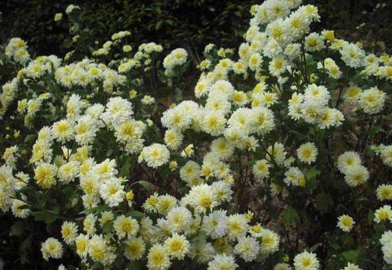 【菊花茶】黄山贡菊花茶（质量保证，货真价实）