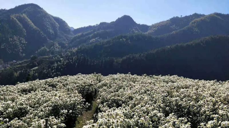 【菊花茶】黄山贡菊花茶（质量保证，货真价实）