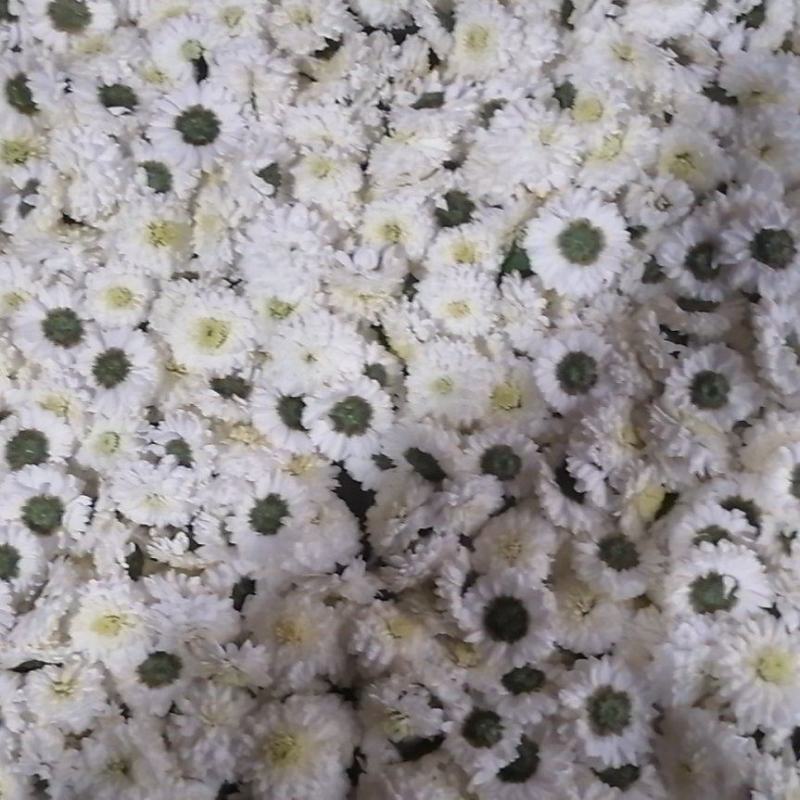 【菊花茶】黄山贡菊花茶（质量保证，货真价实）