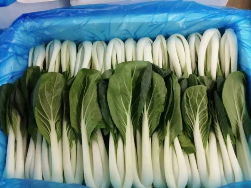 青菜快菜常年大量供应