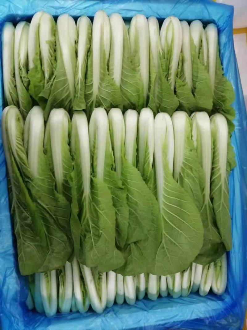 青菜快菜常年大量供应