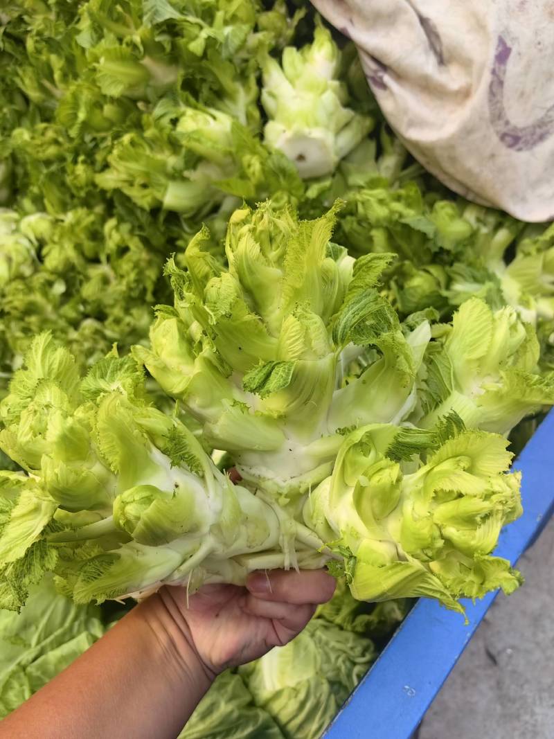 优质儿菜，娃娃头，万亩基地直供，一手货源代发全国欢迎洽谈