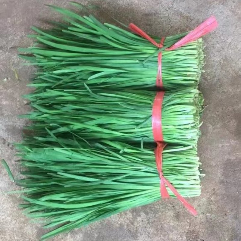 湛江徐闻县沙土大叶韭菜，量大质优，常年供应全国发货。