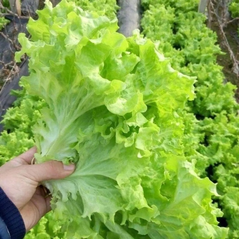 生菜邯郸生菜永年精品生菜生菜叶罗马生菜意大利生菜