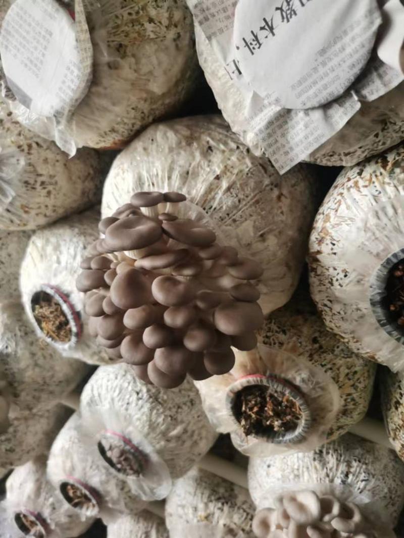 仿野生平菇，根小，不染色、不泡水、菇体匀称，耐运输耐存储