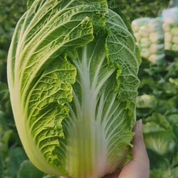 出售黄心大白菜矮颗456斤