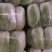出售黄心大白菜矮颗456斤