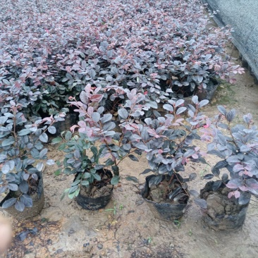 基地各种规格绿化小苗，欢迎各位老总领导交流指导工作。