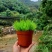 黄金姬菖蒲桌面阳台办公室微型盆景绿植好养易活