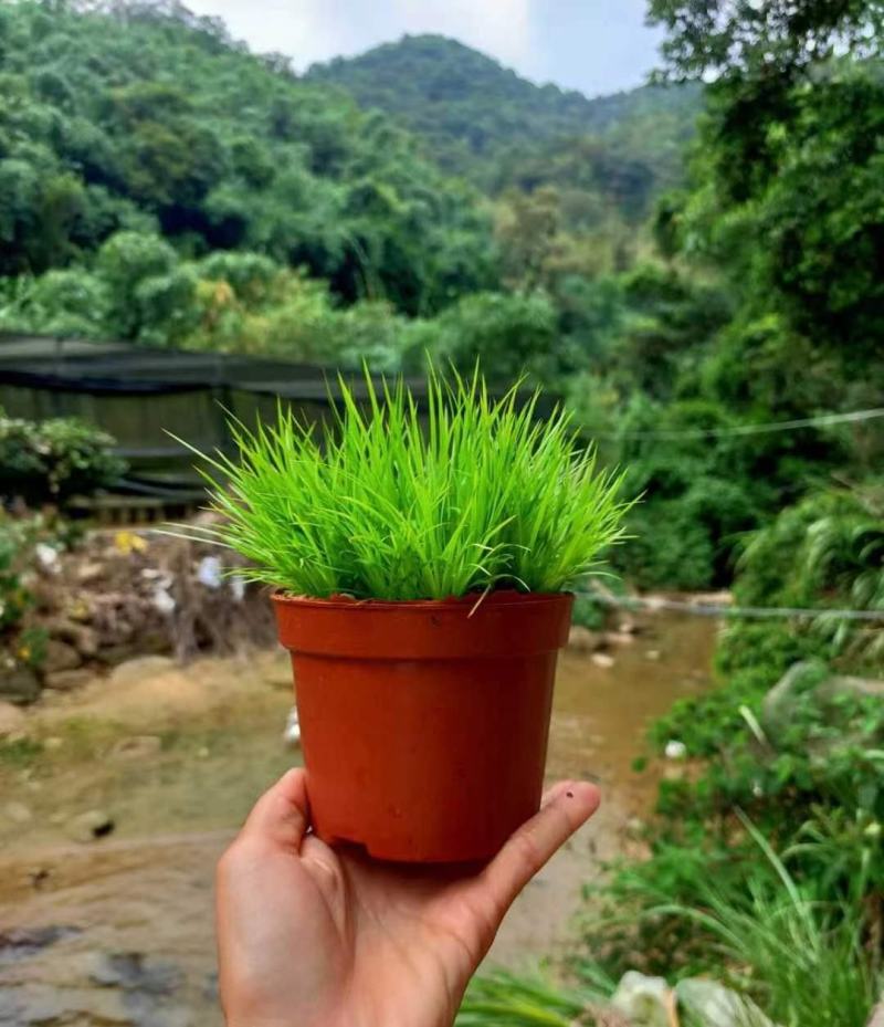 黄金姬菖蒲桌面阳台办公室微型盆景绿植好养易活