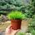 黄金姬菖蒲桌面阳台办公室微型盆景绿植好养易活