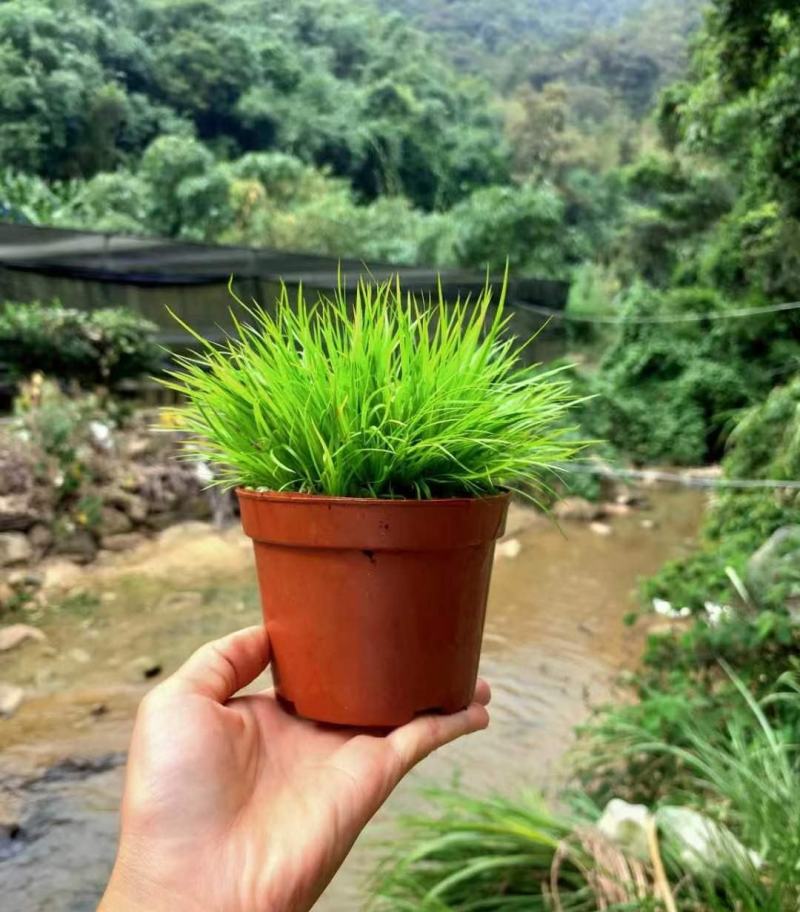 黄金姬菖蒲桌面阳台办公室微型盆景绿植好养易活
