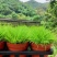 黄金姬菖蒲桌面阳台办公室微型盆景绿植好养易活