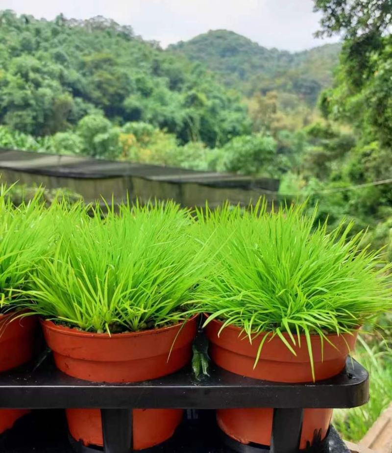 黄金姬菖蒲桌面阳台办公室微型盆景绿植好养易活