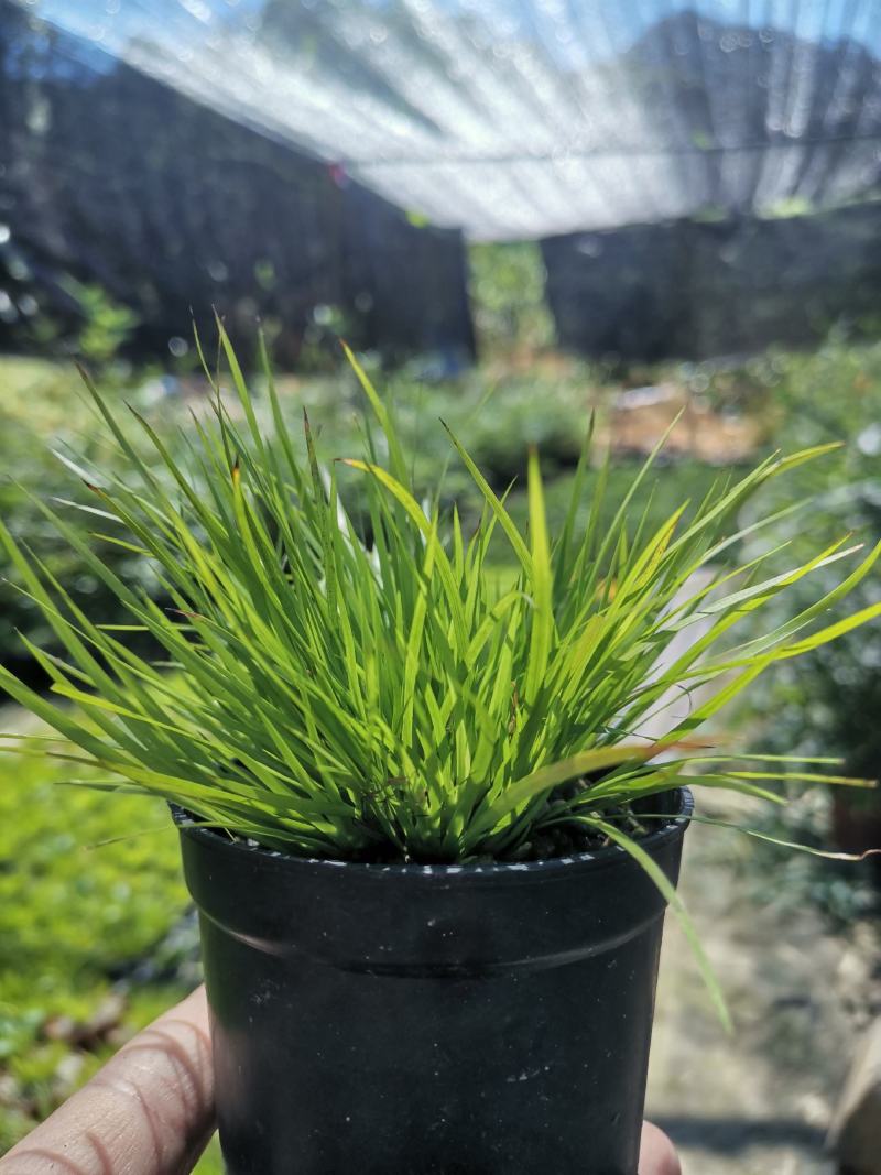 黄金姬菖蒲桌面阳台办公室微型盆景绿植好养易活