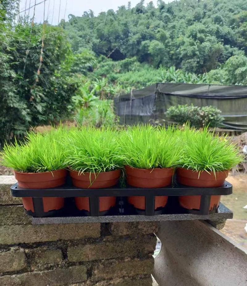 黄金姬菖蒲桌面阳台办公室微型盆景绿植好养易活